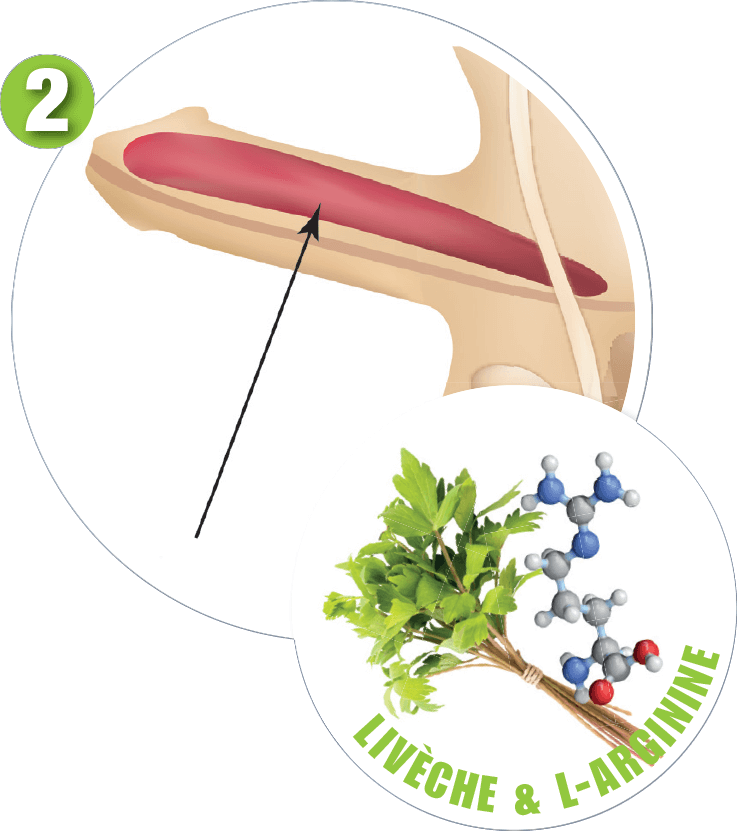 Livèche & L'arginine